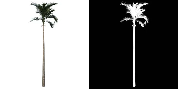 Baum Von Oben Alexander Palm Tree Palm Weißer Hintergrund Alpha — Stockfoto
