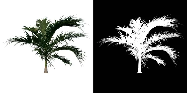 Переднее Дерево Young Alexander Palm Tree Palm Белый Фон Alpha — стоковое фото