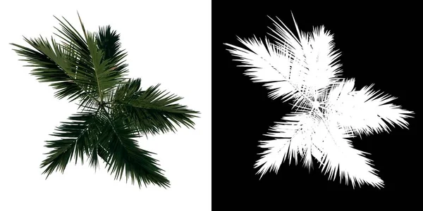トップ表示ツリー 若いアレクサンダーヤシの木パーム1 白い背景アルファPngの3Dレンダリング 3Dイラスト — ストック写真