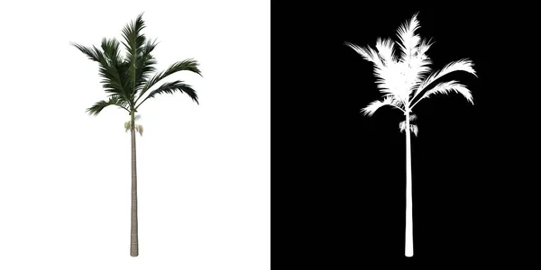 Přední Pohled Strom Dospívající Alexander Palm Tree Palm Bílé Pozadí — Stock fotografie