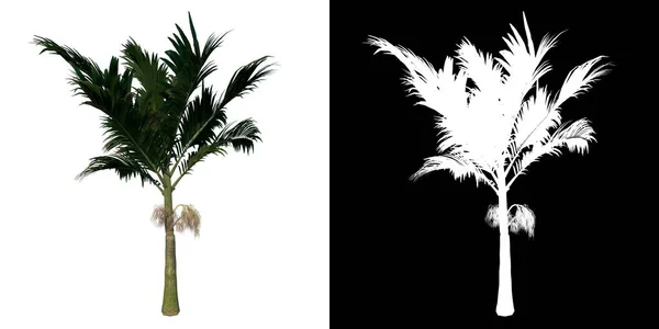 Albero Vista Frontale Giovane Palma Alexander Palm Sfondo Bianco Alpha — Foto Stock