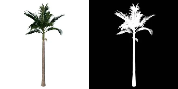 Přední Pohled Strom Dospívající Alexander Palm Tree Palm Bílé Pozadí — Stock fotografie