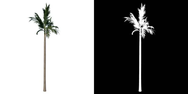 Přední Pohled Strom Alexander Palm Tree Palm Bílé Pozadí Alfa — Stock fotografie