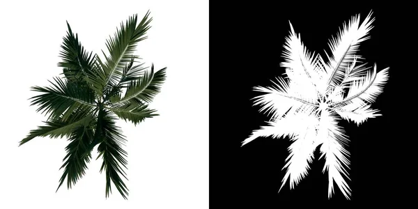 Дерево Вида Сверху Alexander Palm Tree Palm Белый Фон Alpha — стоковое фото