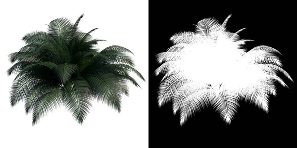 Вид Спереди Растения Camedor Palm Tree Png Альфа Каналом Вырезания — стоковое фото