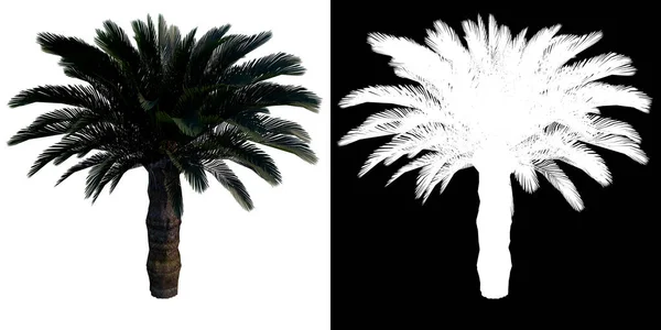 Framifrån Växten Cycas Revolutas Palm Tree Png Med Alpha Kanal — Stockfoto