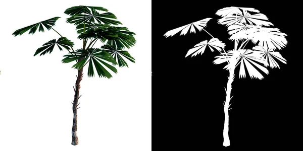 Přední Pohled Rostlinu Licuala Ramasyi Palm Tree Png Alfa Kanálem — Stock fotografie