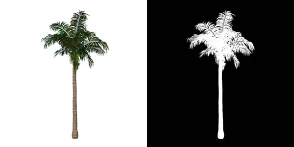 Ergenlik Çağındaki Roystonea Oleracea Palmiye Ağacı Görüntüsü Alfa Kanalı Ile — Stok fotoğraf