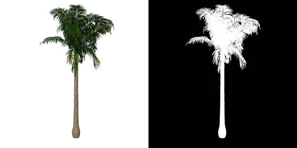 Främre Över Växten Ungdomar Roystonea Oleracea Palm Tree Träd Png — Stockfoto