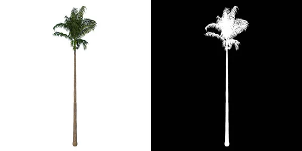 Elülső Nézet Növény Roystonea Oleracea Palm Tree Png Alfa Csatorna — Stock Fotó