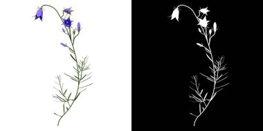 Yaban çiçeği zambağı vektör biçiminde çiçek açar.