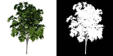 Plant Liquidambar formosana Tayvan tatlı sakızı 1 Ağaç png Alfa kanallı 3D görüntüsü