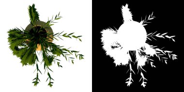 Santral saksı vazosu 5 Ağaç png 'nin üst görünümü alfa kanalı ile 3B görüntüleme ile kesilir