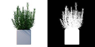 Kapalı Salon Bitkisi 4 Ağaç png ile Bitki saksısı vazosunun ön görünümü alfa kanalı ile kesilerek 3D oluşturuldu