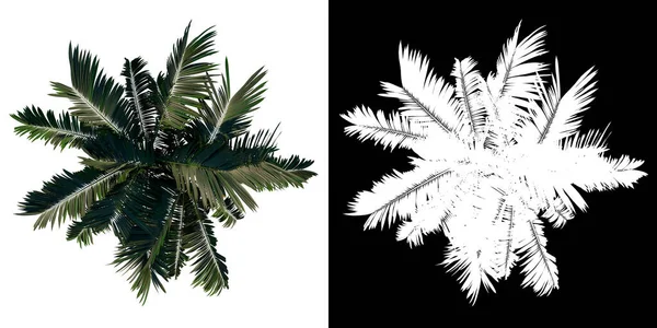 Árbol Vista Superior Adolescente Howea Forsteriana Kentia Fondo Blanco Alfa —  Fotos de Stock