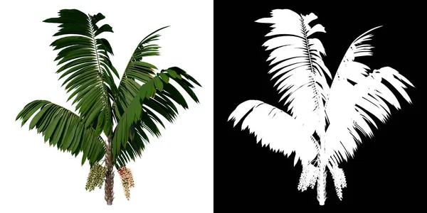 Baum Von Vorne Young Howea Forsteriana Kentia Weißer Hintergrund Alpha — Stockfoto