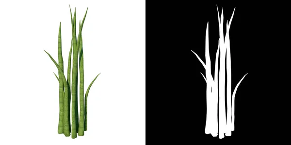 植物の正面図 スネークプラントSansieveria Trifasciata 3Dレンダリングで作られたカットアウトするアルファチャンネル付きツリーPng — ストック写真