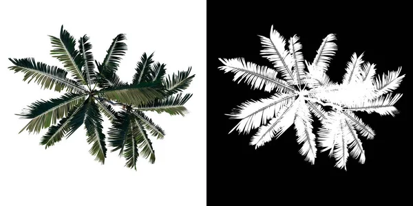Árbol Vista Superior Howea Forsteriana Kentia Fondo Blanco Alfa Png — Foto de Stock