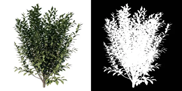 Vue Face Plant Ligustrum Ovalifolium Korean Privet Arbre Png Avec — Photo