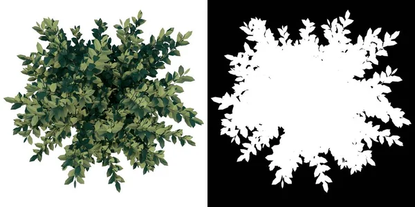 Вид Сверху Plant Fustrum Ovalifolium Корейский Privet Tree Png Альфа — стоковое фото