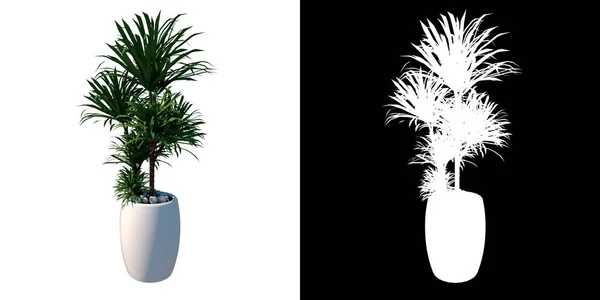 植物の正面図室内植物と花瓶を移植5 3Dレンダリングで作られた切断するアルファチャンネル付きツリーPng — ストック写真