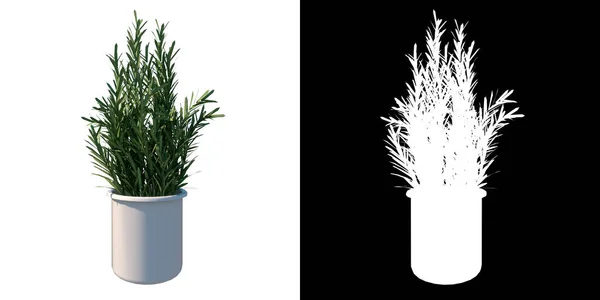 植物の正面図室内植物と花瓶を移植8 3Dレンダリングで作られた切断するアルファチャンネル付きツリーPng — ストック写真