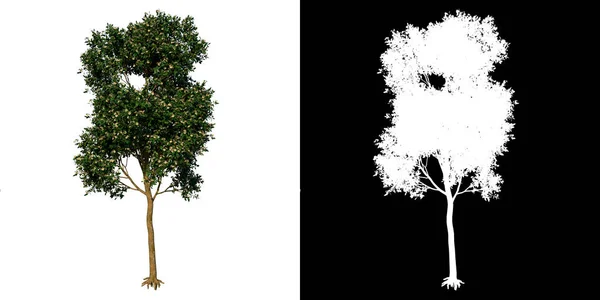 Görünüm Ağacı Elma Beyaz Arkaplan Alfa Png Yapılandırma Ilustracion — Stok fotoğraf