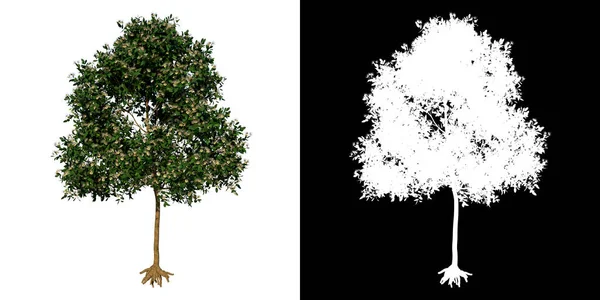Baum Von Vorne Adolescent Sea Apple Weißer Hintergrund Alpha Png — Stockfoto