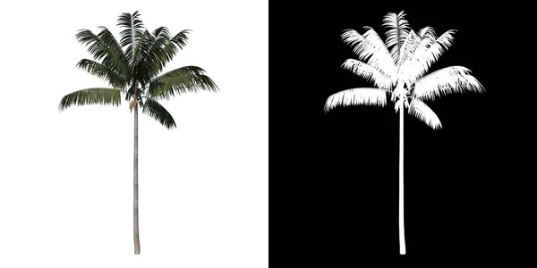 Дерево Переднього Виду Howea Forsteriana Kence Білий Фон Альфа Png — стокове фото