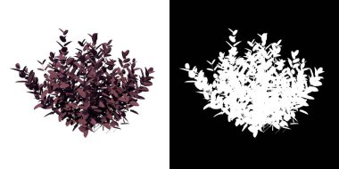 Santralin üst görünümü (Alternanthera brasiliana) ağaç png ve alfa kanalı 3D görüntüleme ile kesilir