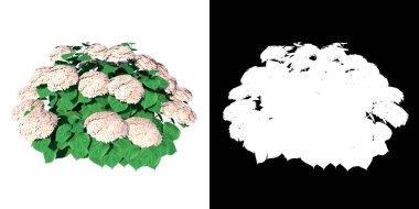 Hydrangea bitkisinin ön görüntüsü Invincibelle Wee White Hydrangea 1 Ağaç png alfa kanalı ile 3D kesme