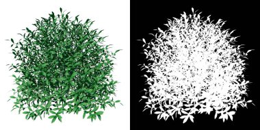 Plant Mücevher Kutusu Mücevher Kutusu Mücevherli Ilex glabra 1 Ağaç png 'nin ön görünümü alfa kanalı ile 3D görüntüleme