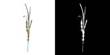 Santral Juncus 2 Ağaç png ön görünümü alfa kanalı ile 3 boyutlu görüntüleme ile kesme