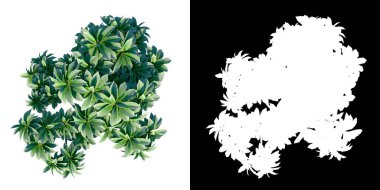 Bitki Bibiti Adenium Kamboja Jepang Tumpuk 1 Ağaç png 'nin üst görünümü alfa kanalı ile 3D görüntüleme ile kesilir
