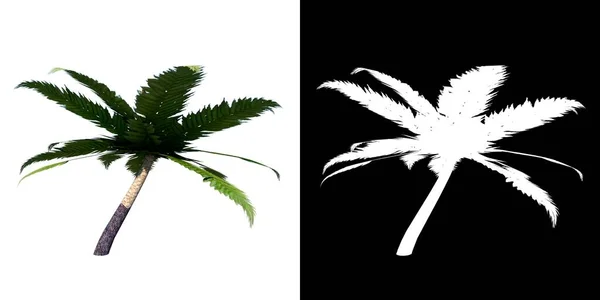 植物のフロントビューシダ1ツリーPngでアルファチャンネルを切り抜きます3Dレンダリングで作られました — ストック写真