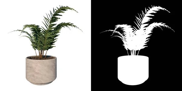 植物Helecho Filicopsia Pot Fern Treeホワイトの背景3Dレンダリング 3Dイラスト — ストック写真