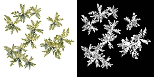 stock image Top view of Plant Ferns 1 Tree png with alpha channel to cutout made with 3D render