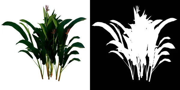 植物のフロントビュー3Dレンダリングで作られたカットアウトアルファチャンネルとHeliconiaツリーPng — ストック写真