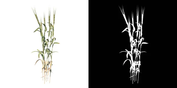 植物小麦ハーブのフロントビュー2 3Dレンダリングで作られたカットアウトアルファチャンネル付きツリーPng — ストック写真