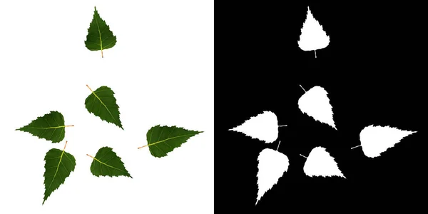 植物绿树叶子的顶部视图 带有Alpha通道的Png到3D渲染的Cut Out — 图库照片