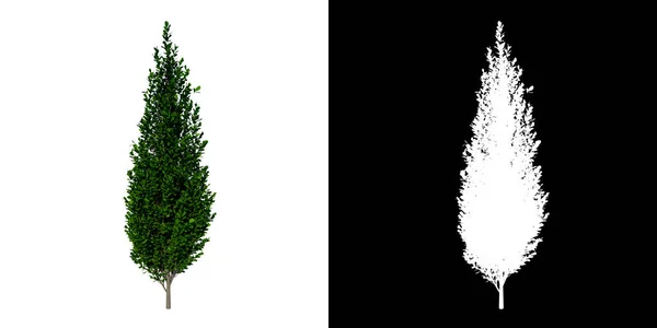 菊花角形花冠1号树的前景 有Alpha通道 用3D节拍剪枝 — 图库照片