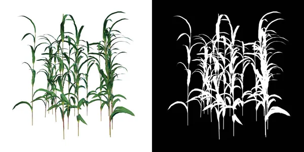 植物ユンカス1のフロントビュー3Dレンダリングで作られたカットアウトアルファチャンネル付きツリーPng — ストック写真