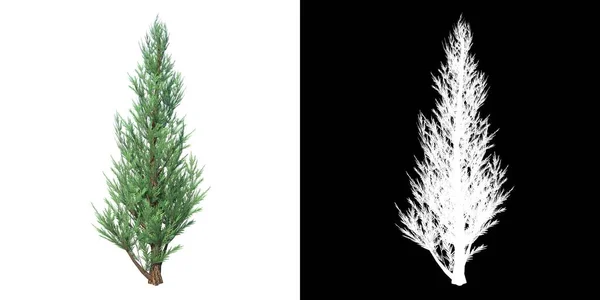 植物ジュニパー1のフロントビュー3Dレンダリングで作られたカットアウトするアルファチャンネル付きツリーPng — ストック写真
