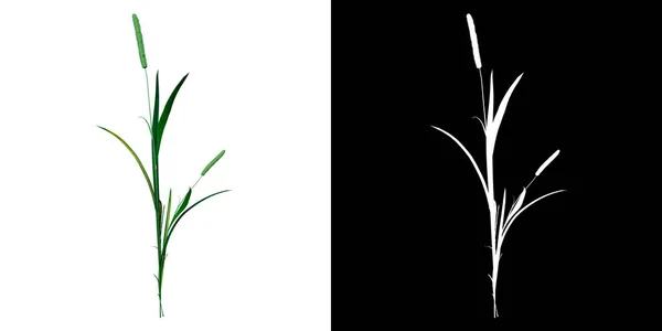 植物Juncus 3のフロントビュー3Dレンダリングで作られたカットアウトアルファチャンネル付きツリーPng — ストック写真