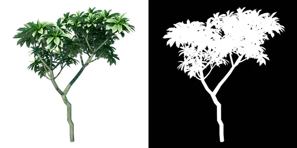 Vista Frontal Planta Bibit Adenium Kamboja Jepang Tumpuk Tree Png — Fotografia de Stock