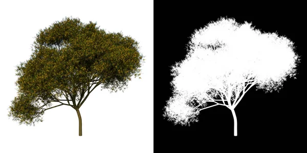 前视图树黄色火焰树2白色背景Alpha Png 3D渲染3D Ilustracion — 图库照片