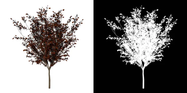 在白色背景上的一组树型轮廓 3D渲染 — 图库照片