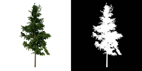 Vorderseite Baum Adolescent Gingkgo Biloba Baum Weißer Hintergrund Alpha Png — Stockfoto