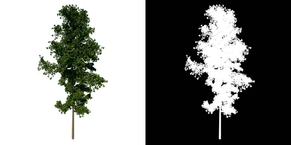 Vorderseite Baum Gingkgo Biloba Baum Weißer Hintergrund Alpha Png Rendering — Stockfoto