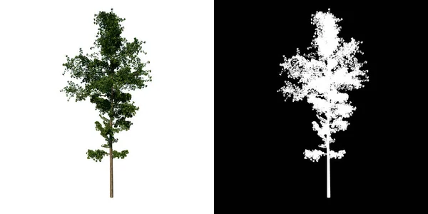 前视图树Gingkgo Biloba树2白色背景Alpha Png 3D渲染3D Ilustracion — 图库照片